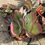 Kalanchoe miskovité (Kalanchoe Thyrsiflora) - výška 10-20 cm, ⌀ 20-30 cm, kont. C5L